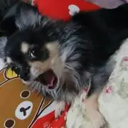 りかの画像