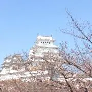 チビらんこの画像