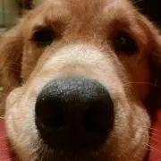 愛mamaの画像