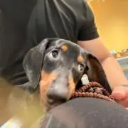 Henryの画像