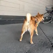 ケーキ屋