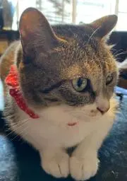 Calicoの画像