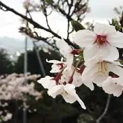 ごま