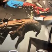 猫猫猫！！！の画像