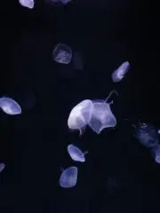 みゆの画像