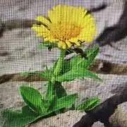 ユメ