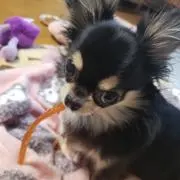 ちっち