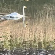 えんどぅーの画像