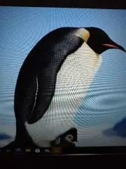あちょぱの画像