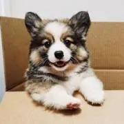PoPo