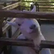 momoの画像