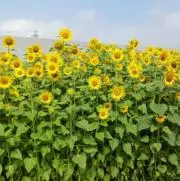 うちまる★フォロー割◯の画像