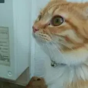 めい