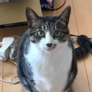 狐珀の画像