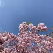 香／プロフ見てねの画像