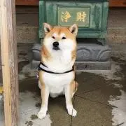 コージー
