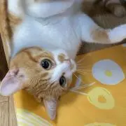 ⭐︎の画像