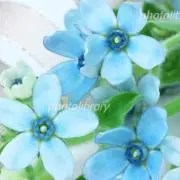 Usa Whipの画像