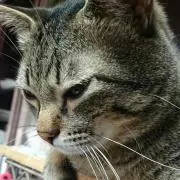 ななみ