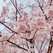 りばりばの画像