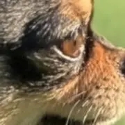のむぞうの画像
