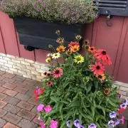 さくらの画像