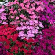 Mrs.Children.pona.の画像
