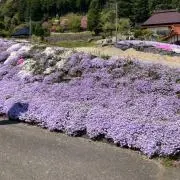 まきまきの画像