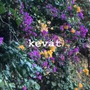 kevatの画像