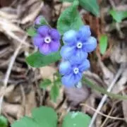 シャモニーの画像