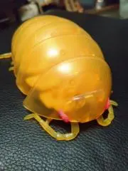ダンゴムシの画像