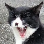 もふの画像