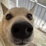 ほのすけ