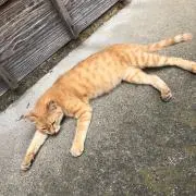 らんちゃんの画像