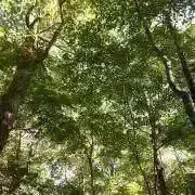 みのりの画像