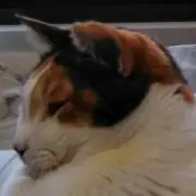 アメ助