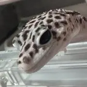 もろ