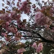 桜の画像