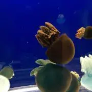 みの画像