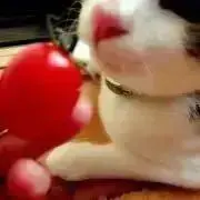 k.の画像