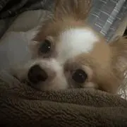 あやんぬの画像