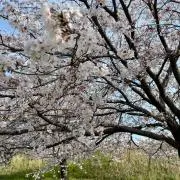 ai✴︎ プロフ確認の画像