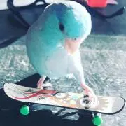Hamacoの画像