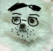 あず丸の画像