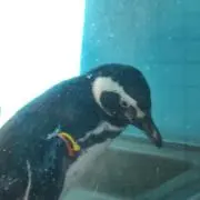 コマさんの画像