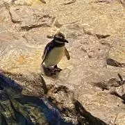 パサー