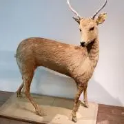 うーーの画像