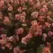 うさの画像