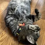 じゅぼにゃんごの画像