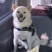 コタックス